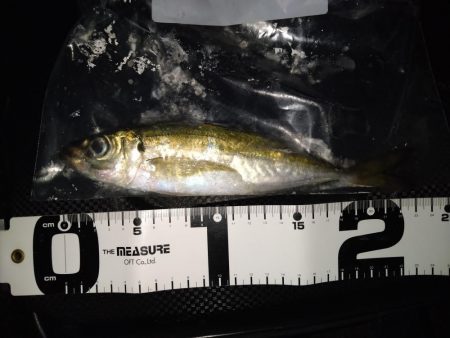 豆サバが湧いていた